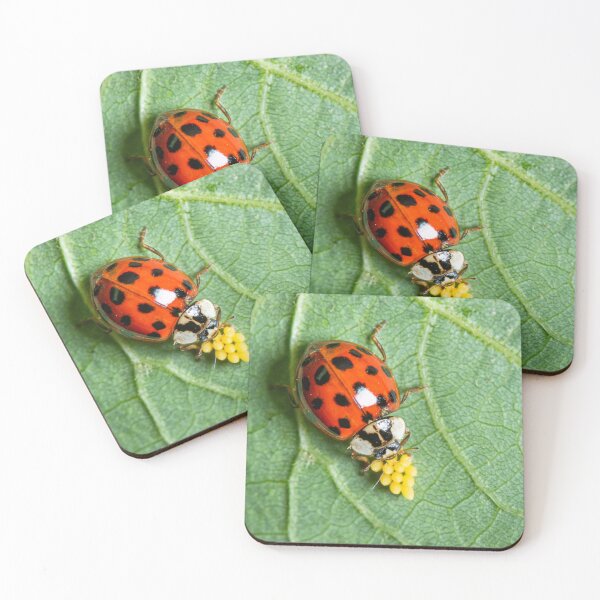 Item preview, An adult Asian ladybeetle sitting on a leaf with eggs designed and sold by Stefan Rotter.