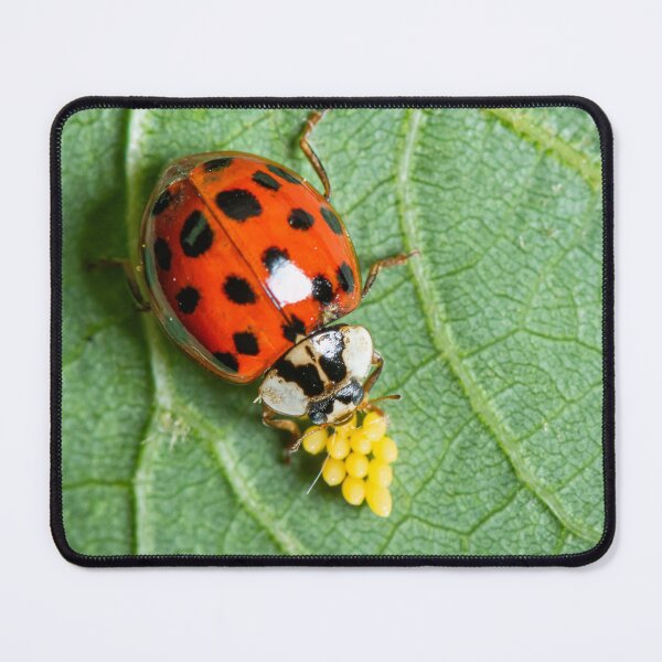 Item preview, An adult Asian ladybeetle sitting on a leaf with eggs designed and sold by Stefan Rotter.