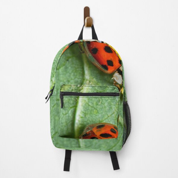 Item preview, An adult Asian ladybeetle sitting on a leaf with eggs designed and sold by Stefan Rotter.