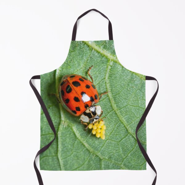Item preview, An adult Asian ladybeetle sitting on a leaf with eggs designed and sold by Stefan Rotter.