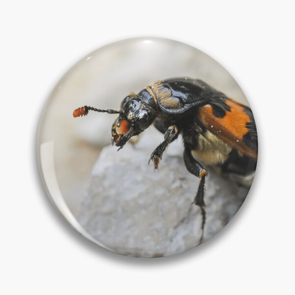 Item preview, A burying beetle sitting on a small rock designed and sold by Stefan Rotter.