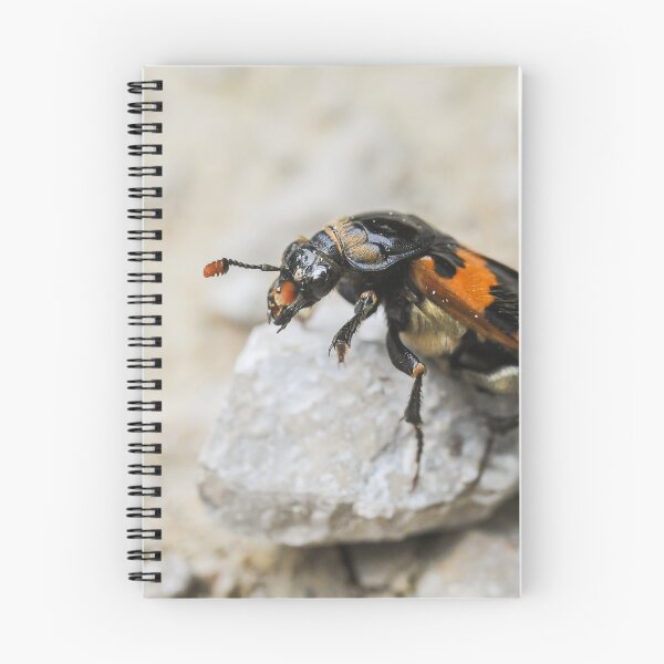 Item preview, A burying beetle sitting on a small rock designed and sold by Stefan Rotter.