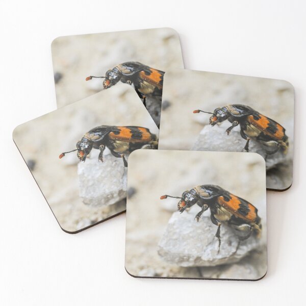 Item preview, A burying beetle sitting on a small rock designed and sold by Stefan Rotter.