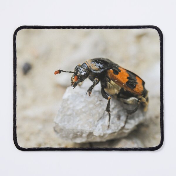 Item preview, A burying beetle sitting on a small rock designed and sold by Stefan Rotter.