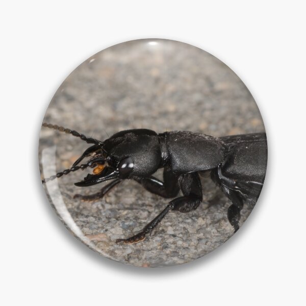 Item preview, Devil's coach horse beetle on a stone underground designed and sold by Stefan Rotter.