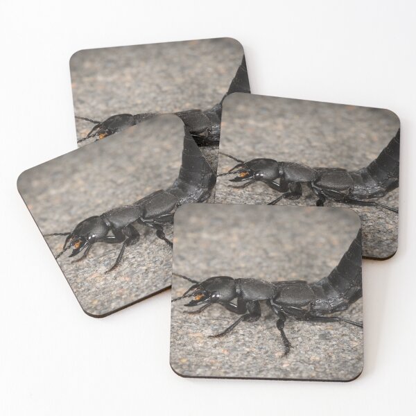 Item preview, Devil's coach horse beetle on a stone underground designed and sold by Stefan Rotter.
