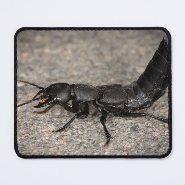 Item preview, Devil's coach horse beetle on a stone underground designed and sold by Stefan Rotter.