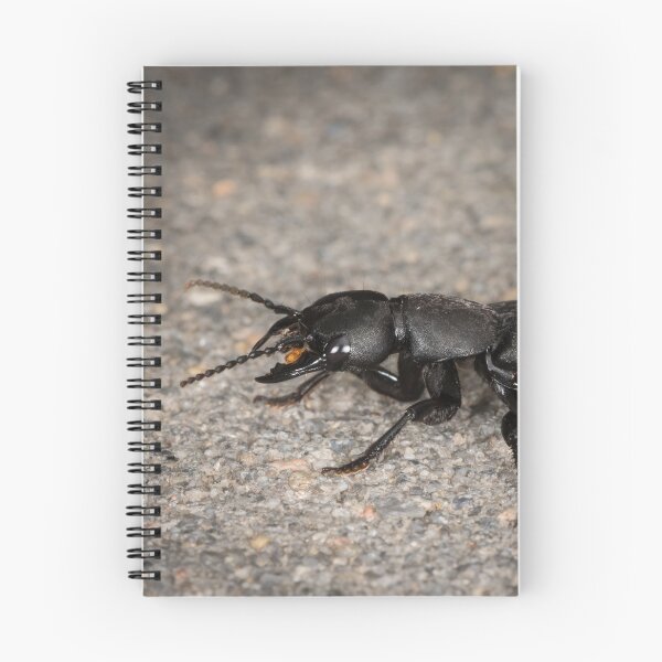 Item preview, Devil's coach horse beetle on a stone underground designed and sold by Stefan Rotter.