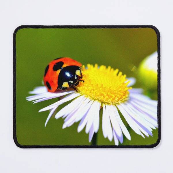 Item preview, Ladybird photo with high resolution quality designed and sold by Allyouneed-2.