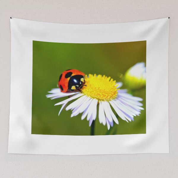 Item preview,  Ladybird photo with high resolution quality designed and sold by Allyouneed-2.