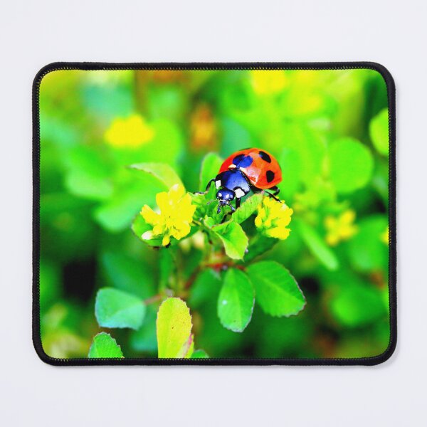 Item preview, Ladybird photo with high resolution quality designed and sold by Allyouneed-2.