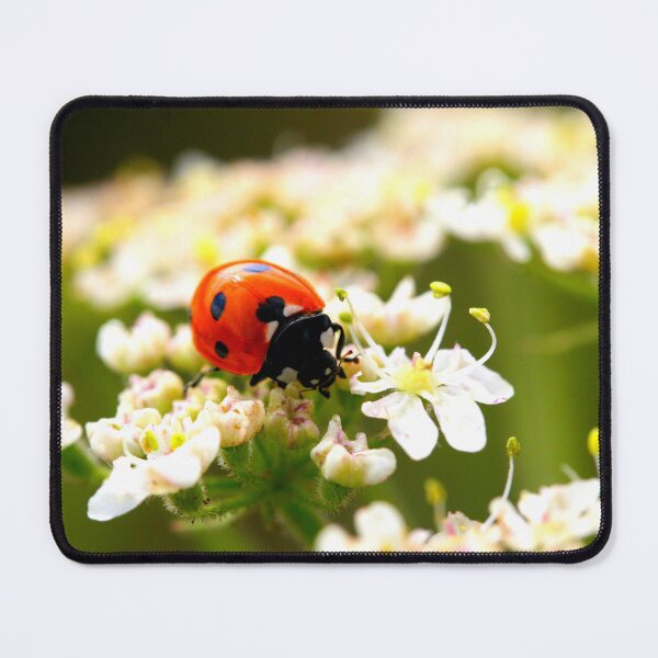 Item preview, Ladybird photo with high resolution quality designed and sold by Allyouneed-2.