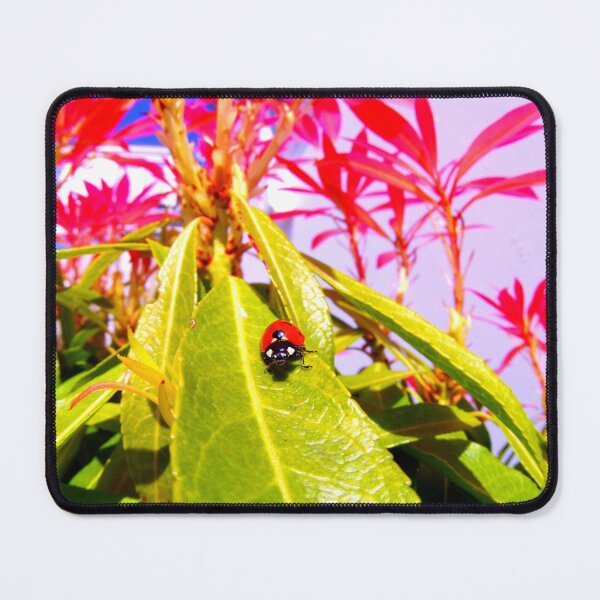 Item preview, Ladybird photo with high resolution quality designed and sold by Allyouneed-2.