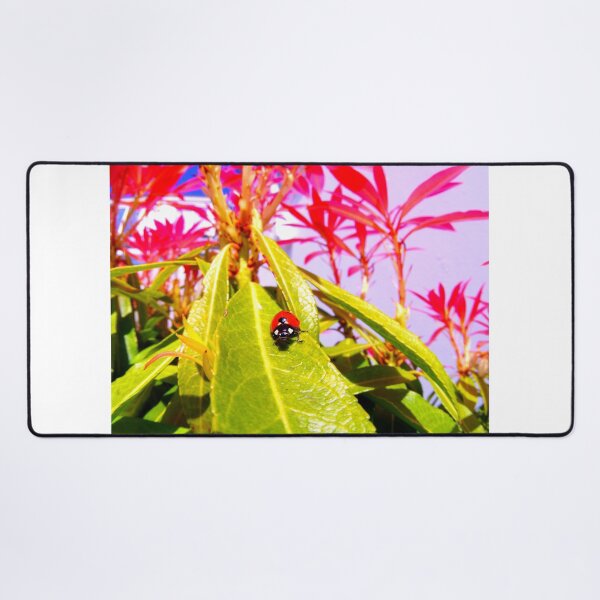 Item preview, Ladybird photo with high resolution quality designed and sold by Allyouneed-2.