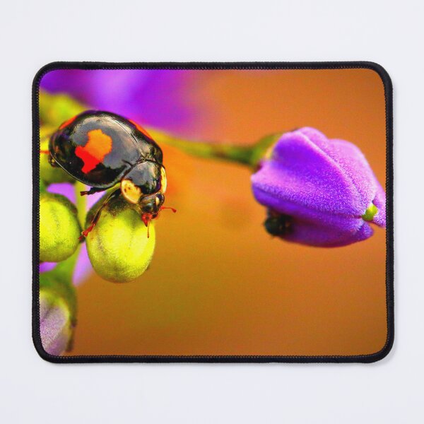 Item preview,  Ladybird photo with high resolution quality designed and sold by Allyouneed-2.