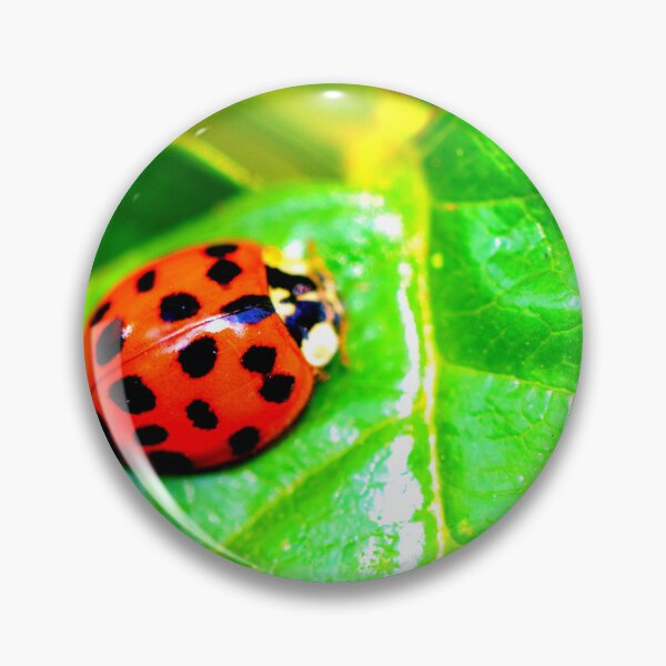 Item preview, Ladybird photo with high resolution quality designed and sold by Allyouneed-2.