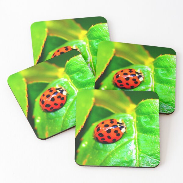 Item preview, Ladybird photo with high resolution quality designed and sold by Allyouneed-2.