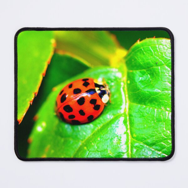 Item preview, Ladybird photo with high resolution quality designed and sold by Allyouneed-2.