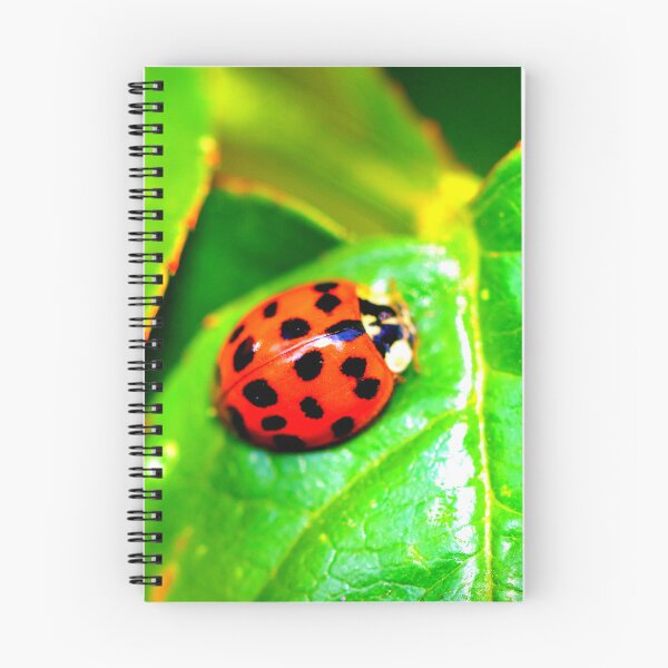 Item preview, Ladybird photo with high resolution quality designed and sold by Allyouneed-2.