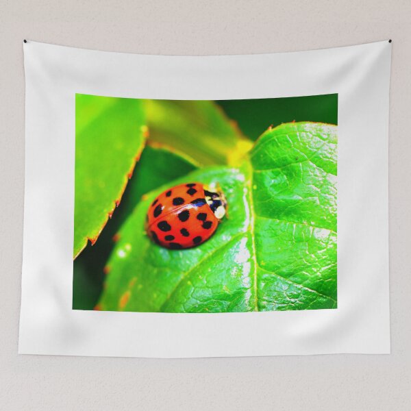 Item preview, Ladybird photo with high resolution quality designed and sold by Allyouneed-2.