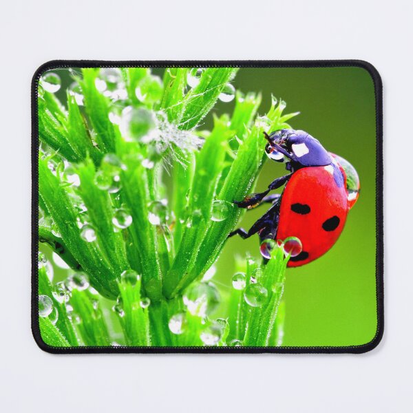Item preview, Ladybird photo with high resolution quality designed and sold by Allyouneed-2.