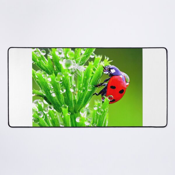 Item preview, Ladybird photo with high resolution quality designed and sold by Allyouneed-2.