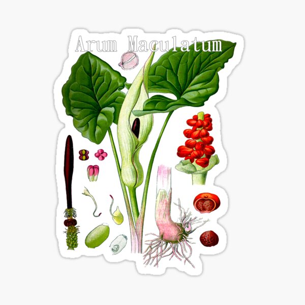 arum maculatum botanical Sticker