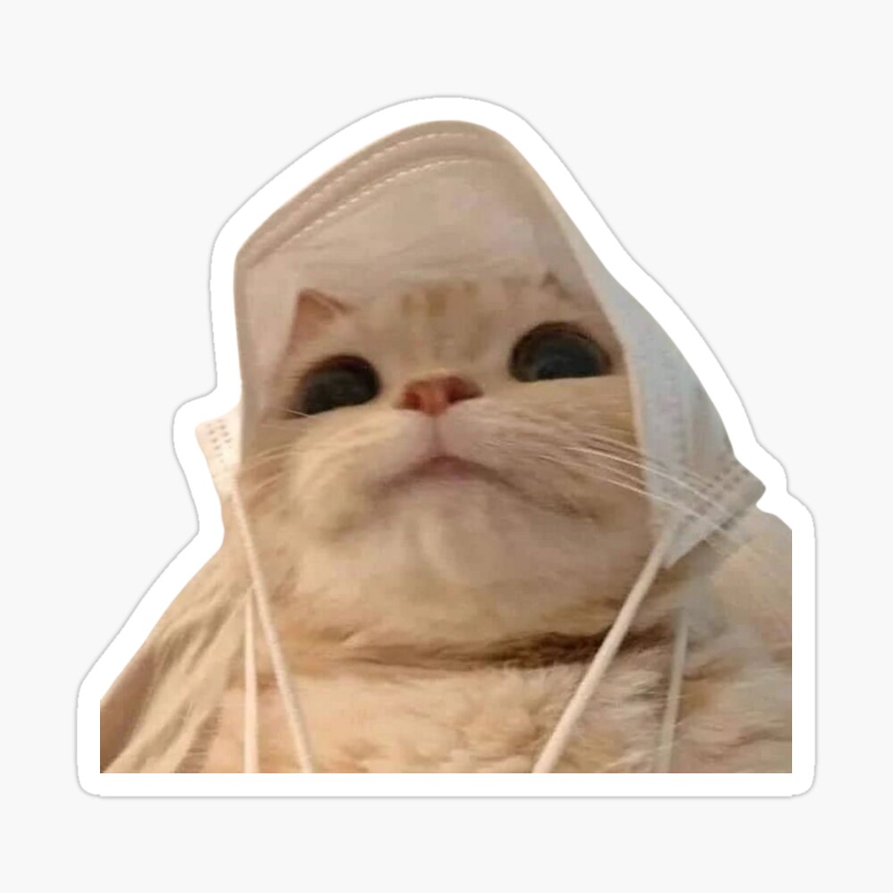 angry cat face meme｜TikTok Search