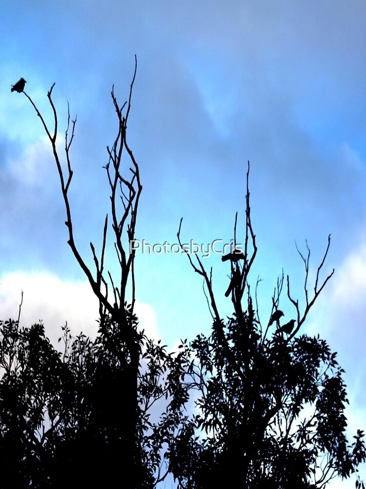 Birds Tree Sky by PhotosbyCris