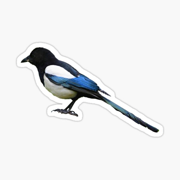 Item preview, Magpie designed and sold by Edpod.