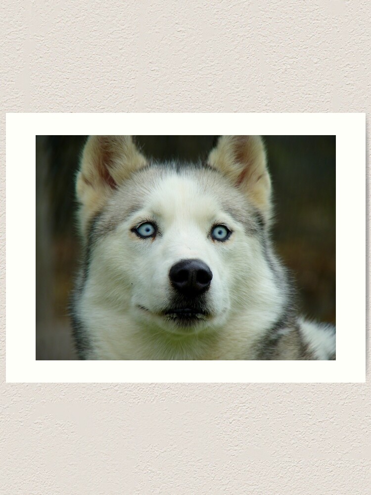 Look Into My Baby Blues Siberian Husky Nz Art Print By