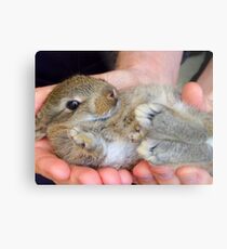 WOW!!- This Is Sooooo Comfy!! - Baby Bunny - NZ Metal Print