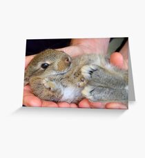 WOW!!- This Is Sooooo Comfy!! - Baby Bunny - NZ Greeting Card