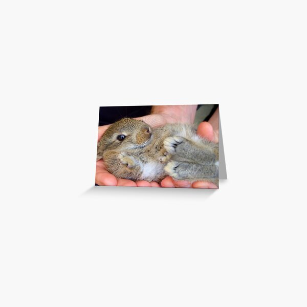 WOW!!- This Is Sooooo Comfy!! - Baby Bunny - NZ Greeting Card