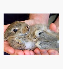 WOW!!- This Is Sooooo Comfy!! - Baby Bunny - NZ Photographic Print