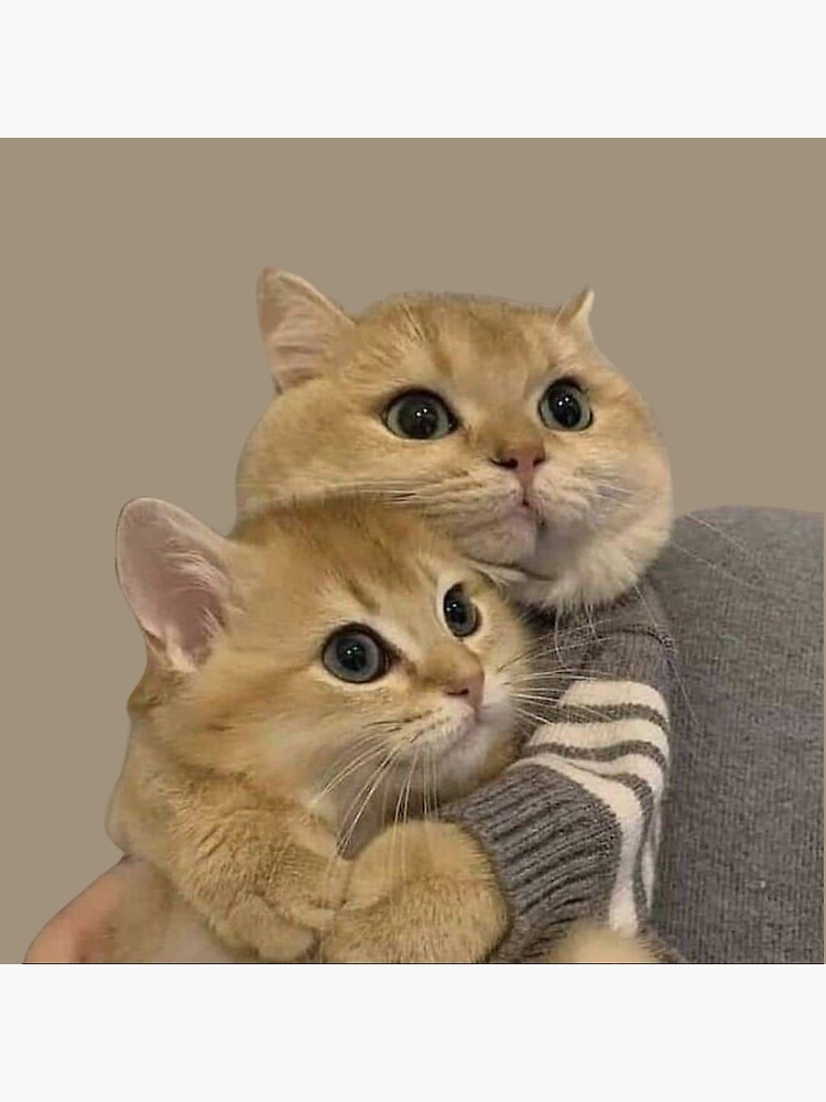 "cat couple cat lovers" Poster for Sale by jassine11 Redbubble