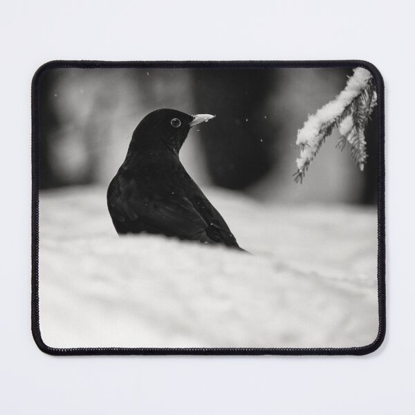 Item preview, Balck on white. Eurasian blackbird bw designed and sold by Jouko Lehto Photography.