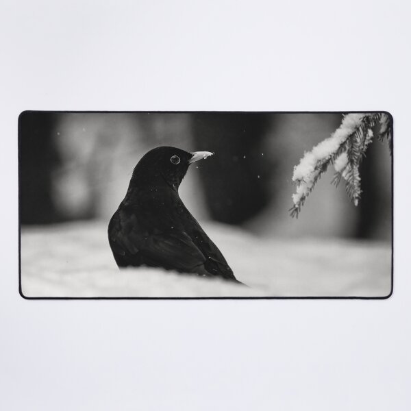 Item preview, Balck on white. Eurasian blackbird bw designed and sold by Jouko Lehto Photography.