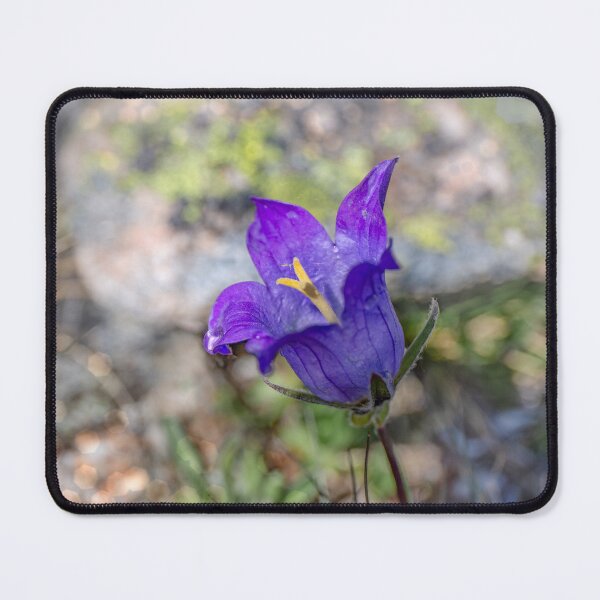 Item preview, Bellflower, campanula  designed and sold by Svetlana Korneliuk.
