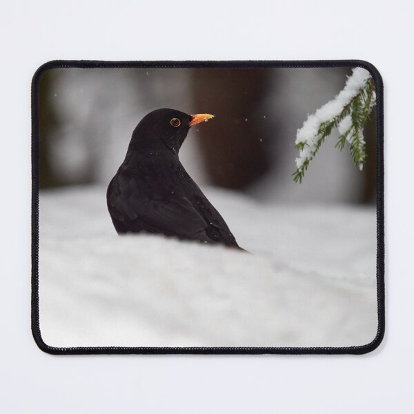 Item preview, Black on white. Eurasian blackbird designed and sold by Jouko Lehto Photography.