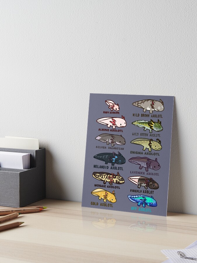 axolotl morphs and colors | Art Board Print