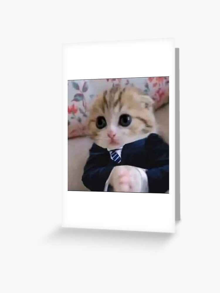 Cat Faces, Cute, Funny and Annoyed Cats Sticker