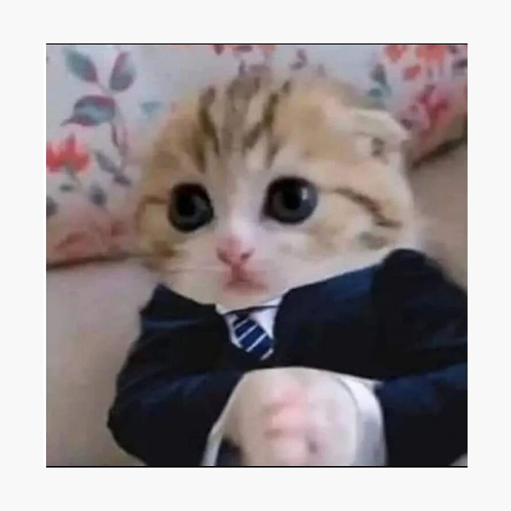 kitten in suit