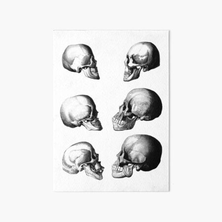 Litography Skulls Illustrations Art Board Print