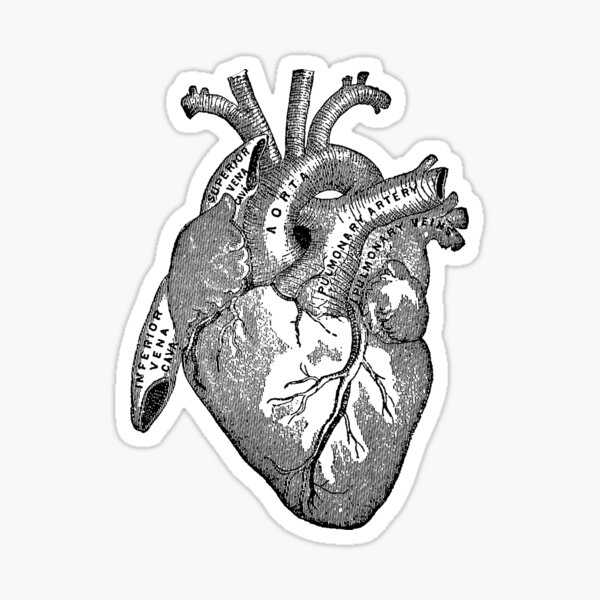 RQH Trading Anatomical heart Sticker Bumper Sticker Vinyl Decal 5  RQH-SKTON-STICKERS-012 RQH-SKTON-STICKERS-012