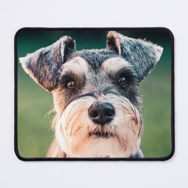 Item preview, Schnauzer Terrier Dog, Pure Breed designed and sold by PillowAndBehold.