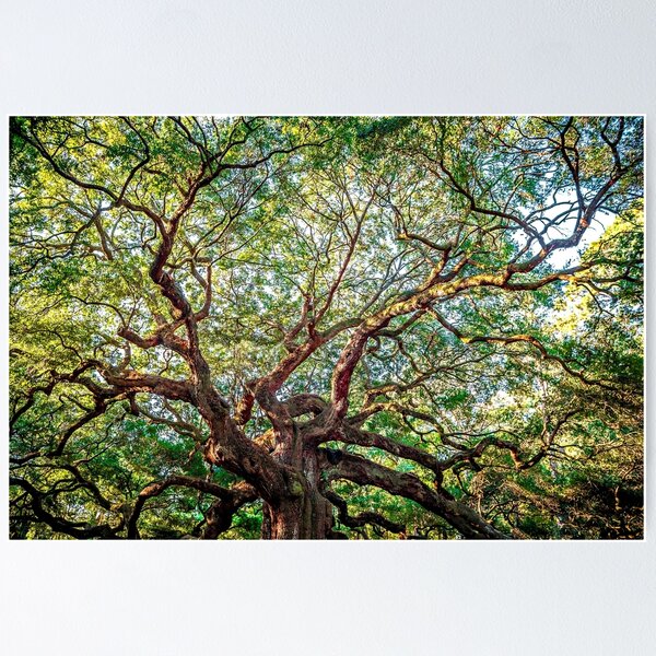 Item preview, ANGEL OAK  designed and sold by ALEX GRICHENKO.