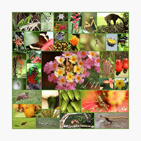 "flora y fauna de cds 2011" Photographic Print for Sale by vicapota