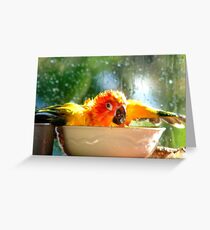 I'm Singing In The Rain..!!! - Sun Conure - NZ Greeting Card