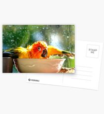 I'm Singing In The Rain..!!! - Sun Conure - NZ Postcards